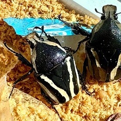 シロヘリオオツノカナブン　ペアの画像