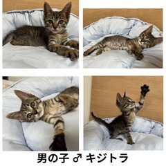 急募！兄弟猫達の里親様募集中！