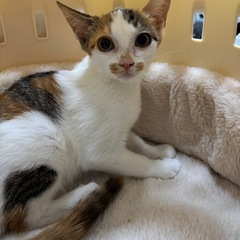 🌷🌸🐈三毛猫仔猫🐈🌸🌷