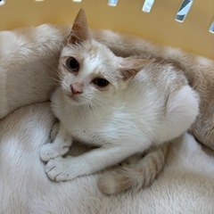 ⚽️🐈‍⬛クリーム茶白仔猫🐈‍⬛⚽️