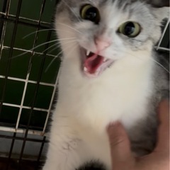 🌸🐈サバ白の女の子🐈🌸