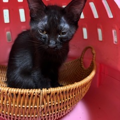 ⚽️🐈‍⬛黒猫の男の子🐈‍⬛⚽️