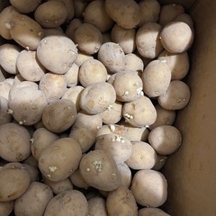 ニシユタカ種芋の画像