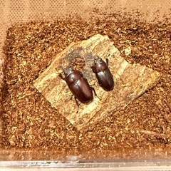 ノコギリクワガタ♀2匹　差し上げますの画像
