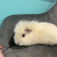決まりました。