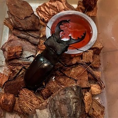 県内採取　ミヤマクワガタ　ノコギリクワガタの画像