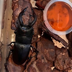 県内採取　ミヤマクワガタ　ノコギリクワガタの画像