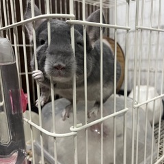 チンチラ2匹ペア