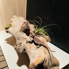 流木 アクアリウム 爬虫類 ハンドメイド No.6の画像
