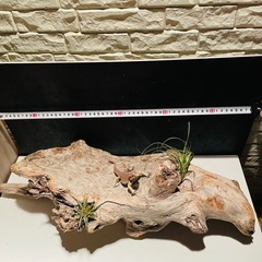流木 アクアリウム 爬虫類 ハンドメイド No.6の画像