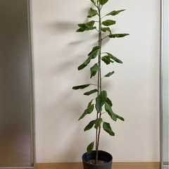 大型・観葉植物・フィカス203cmの画像