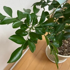 観葉植物・シルクジャスミン　の画像