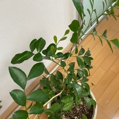 観葉植物・シルクジャスミン　の画像