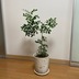 ランキングキーワードに紐づく投稿画像-観葉植物