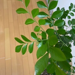 観葉植物・シルクジャスミン　の画像