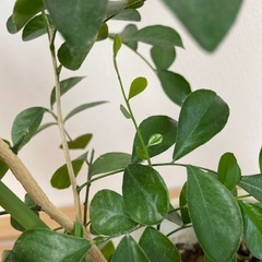 観葉植物・シルクジャスミン　の画像