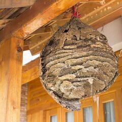 ハチの巣駆除　湘南西湘地区限定　メール画像添付で見積もり無料