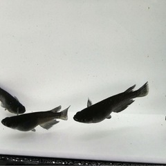 オロチメダカ 稚魚20匹＋αの画像