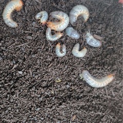 国産カブトムシ幼虫の画像