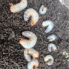 国産カブトムシ幼虫の画像