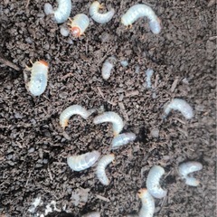国産カブトムシ幼虫の画像