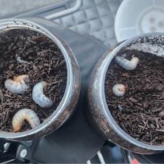 国産カブトムシ幼虫の画像