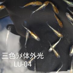 改良メダカ 激安！！サービスありの画像