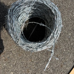 有志鉄線の画像