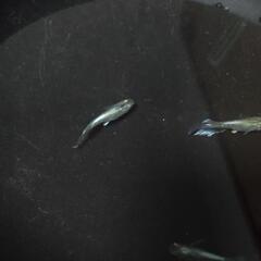エメキン血統🐟の画像