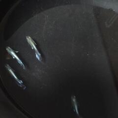 エメキン血統🐟の画像