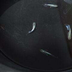 エメキン血統🐟の画像