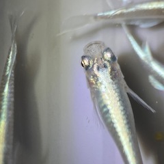 (伊勢宮メダカ)菊銀ブルー　５匹菊間メダカ様直系
の画像