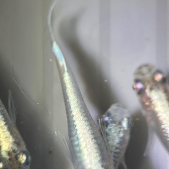 (伊勢宮メダカ)菊銀ブルー　５匹菊間メダカ様直系
の画像
