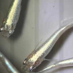 (伊勢宮メダカ)菊銀ブルー　５匹菊間メダカ様直系
の画像
