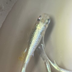 (伊勢宮メダカ)菊銀ブルー　５匹菊間メダカ様直系
の画像