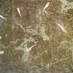(メダカ)小町10匹の画像