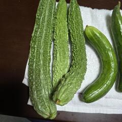 朝採りきゅうりとゴーヤ、差し上げますの画像