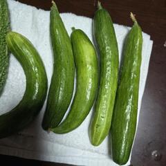 朝採りきゅうりとゴーヤ、差し上げますの画像