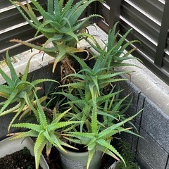 アロエ
の画像