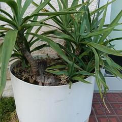 『観葉植物』の画像