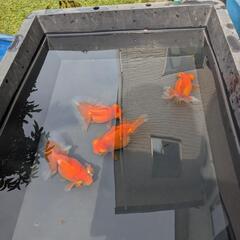 蝶尾 2歳 4匹の画像