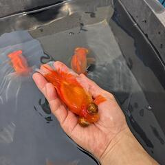 蝶尾 2歳 4匹の画像