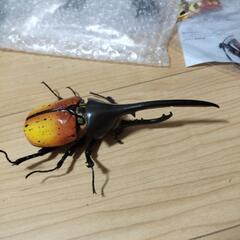 ガチャヘラクレスオオカブトの画像