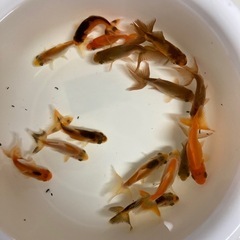 ジャンボ獅子頭 金魚の画像