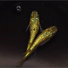 めだか　ピッコロ　ショート体型1ペアの画像