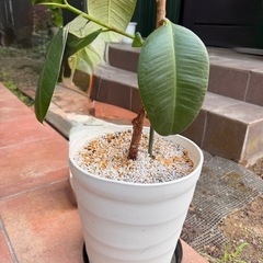 【お話中です】小さめ観葉植物多数と大きめ一つの画像