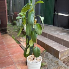 【お話中です】小さめ観葉植物多数と大きめ一つの画像