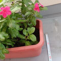 日日草の画像
