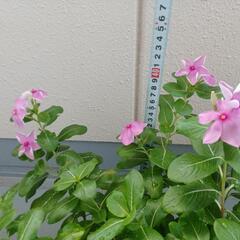 日日草の画像