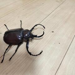 ガチャマルスゾウカブトの画像